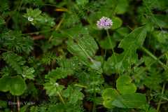 Valeriana himalayana